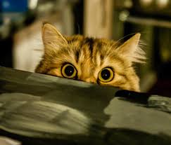 When Problems Arise With Your Newly Adopted Cat