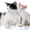 Troubleshooting Cat to Cat or Kitten to Cat Introductions