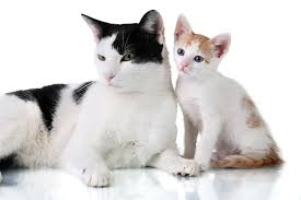 Troubleshooting Cat to Cat or Kitten to Cat Introductions