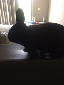 Netherland Dwarf