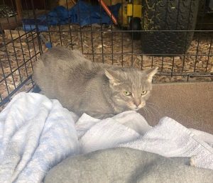 Barn Cat Needing a Home