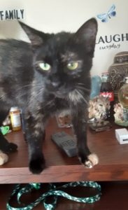 In Need of a Good Home