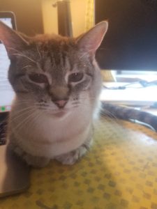 This adorable Siamese needs a new home!