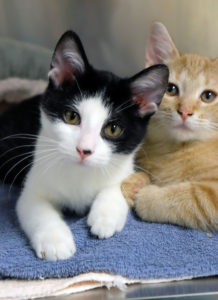 4 things everyone should consider before adopting a second (or third...) cat