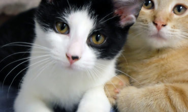 4 things everyone should consider before adopting a second (or third…) cat