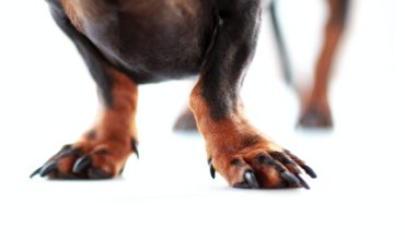 How to get your dog to trim his own nails (Part 1)