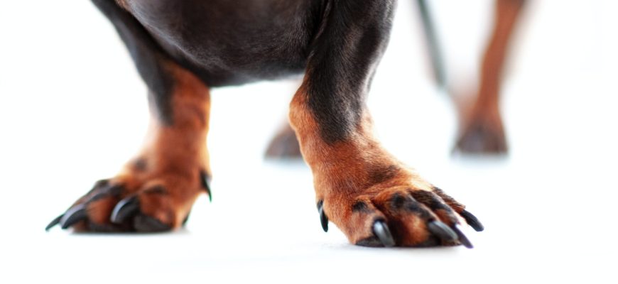 How to get your dog to trim his own nails (Part 1)