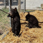 picture of 2 bear cubs