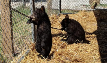 Please don’t feed the bears… or greedy humans