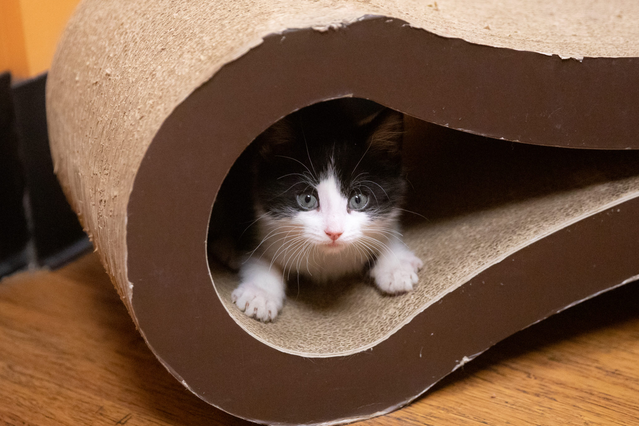 Bringing Your New Kitten Home HSHV