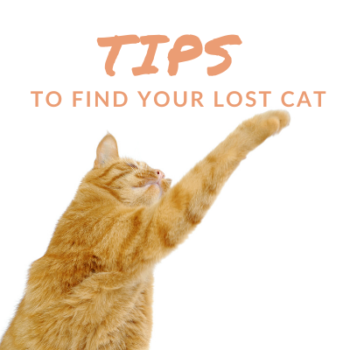 TipsLostCat