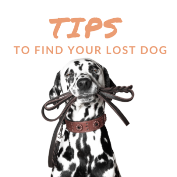 TipsLostDog