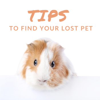 TipsLostPet