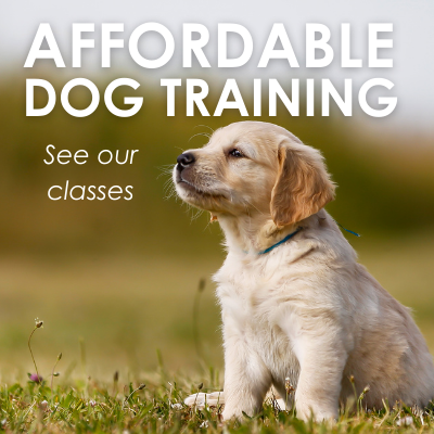 Affordable dog training - see our classes