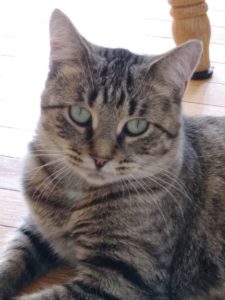 Heloise - A cat to warm your heart!