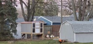 Sweet Rooster Needs New Coop