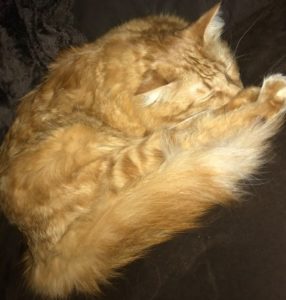 Orange cat seeking compassionate human caretaker with no other animals!