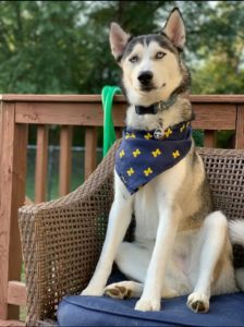Looking for a Furever Home for My Young Husky