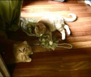 Loving Buddies Who Need a New Forever Home