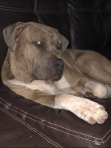 Bruno Needs a Family