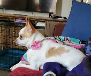 The Yorkie-Chihuahua Mix Ready for a Cuddle... No Cats!