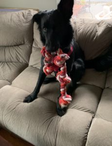 German Labradoodle Needing a Holiday Home