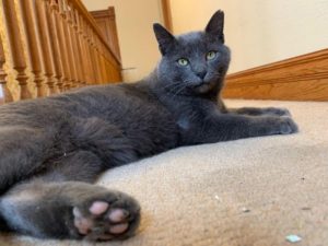 Nimbus found after four months missing