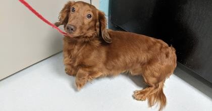 Big Red finds a home