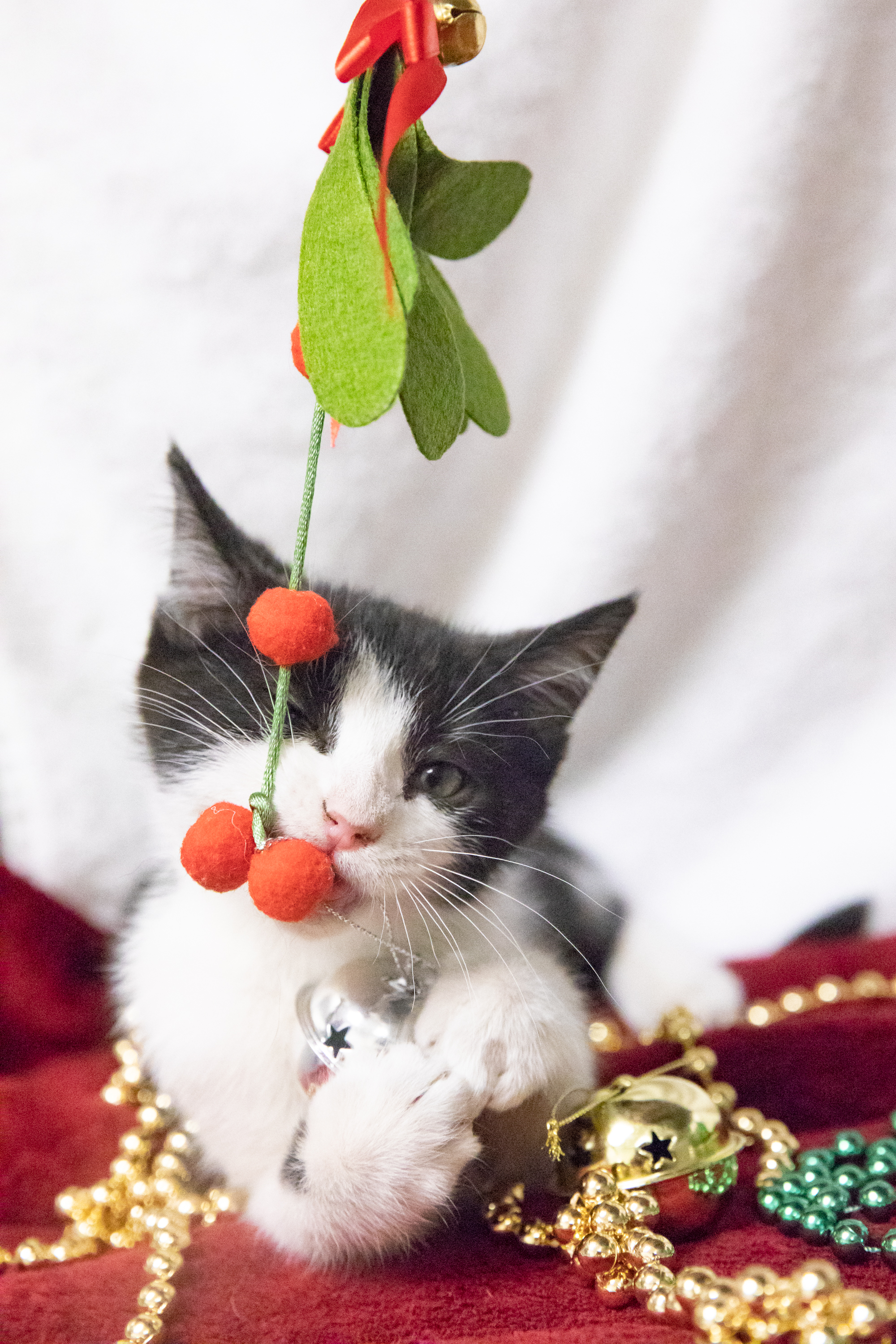 Every year cat owners debate how to best keep their Christmas tree safe from their cats. Here are some tips that can help to make things a little easier!