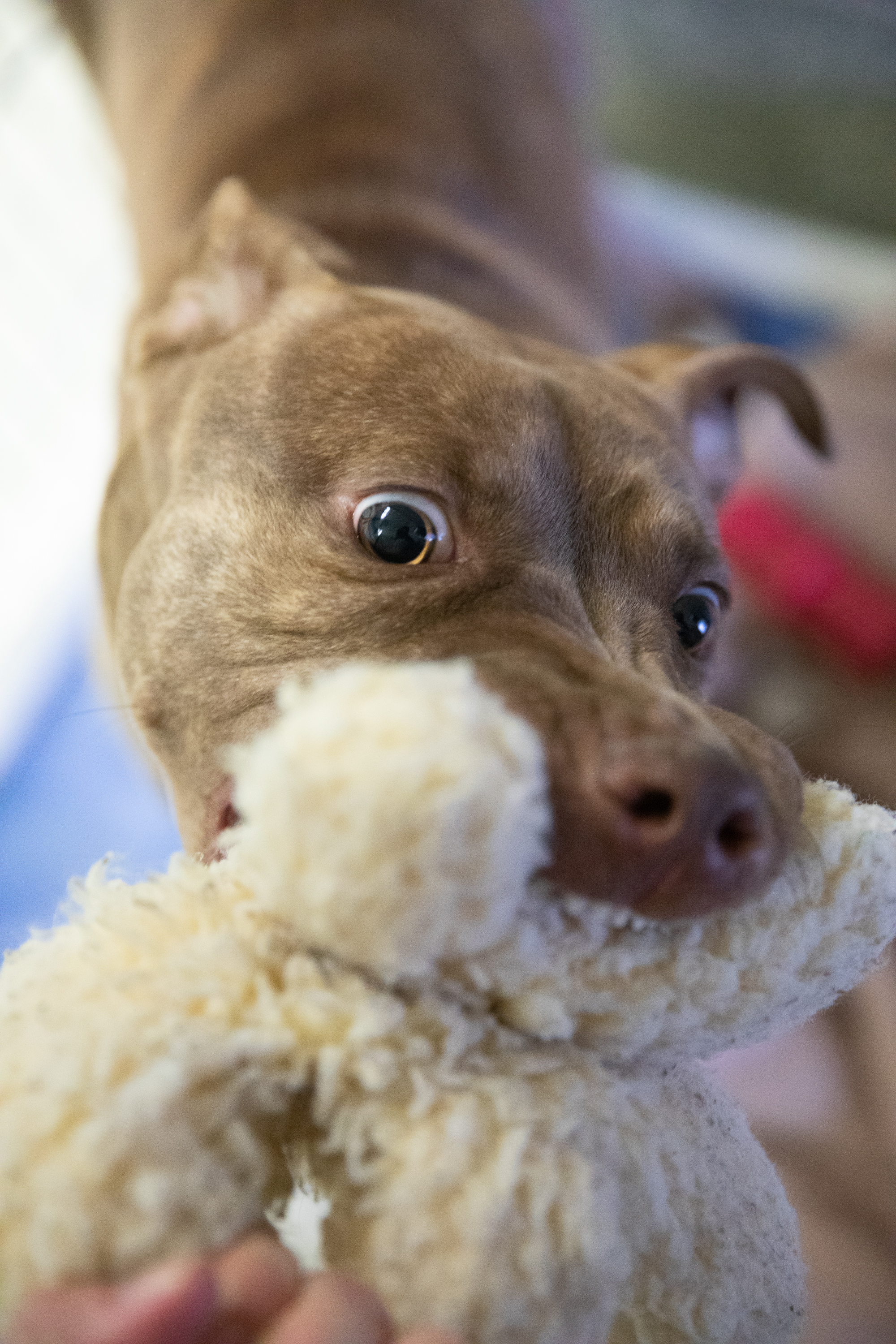 In homes with children and dogs, it sometimes can be challenging to keep kid’s toys from becoming dog chew things, especially during the holidays or birthdays when toys are all over the place.  Here are a few tips for keeping your kids’ (or your own) things safe from your dog’s jaws!