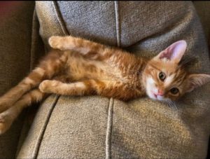 Sweet, Orange, Male Tabby Kitten Needs Single Cat Home