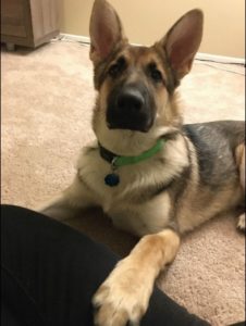 Six-Month-Old German Shepherd in Need of Active and Experienced Family