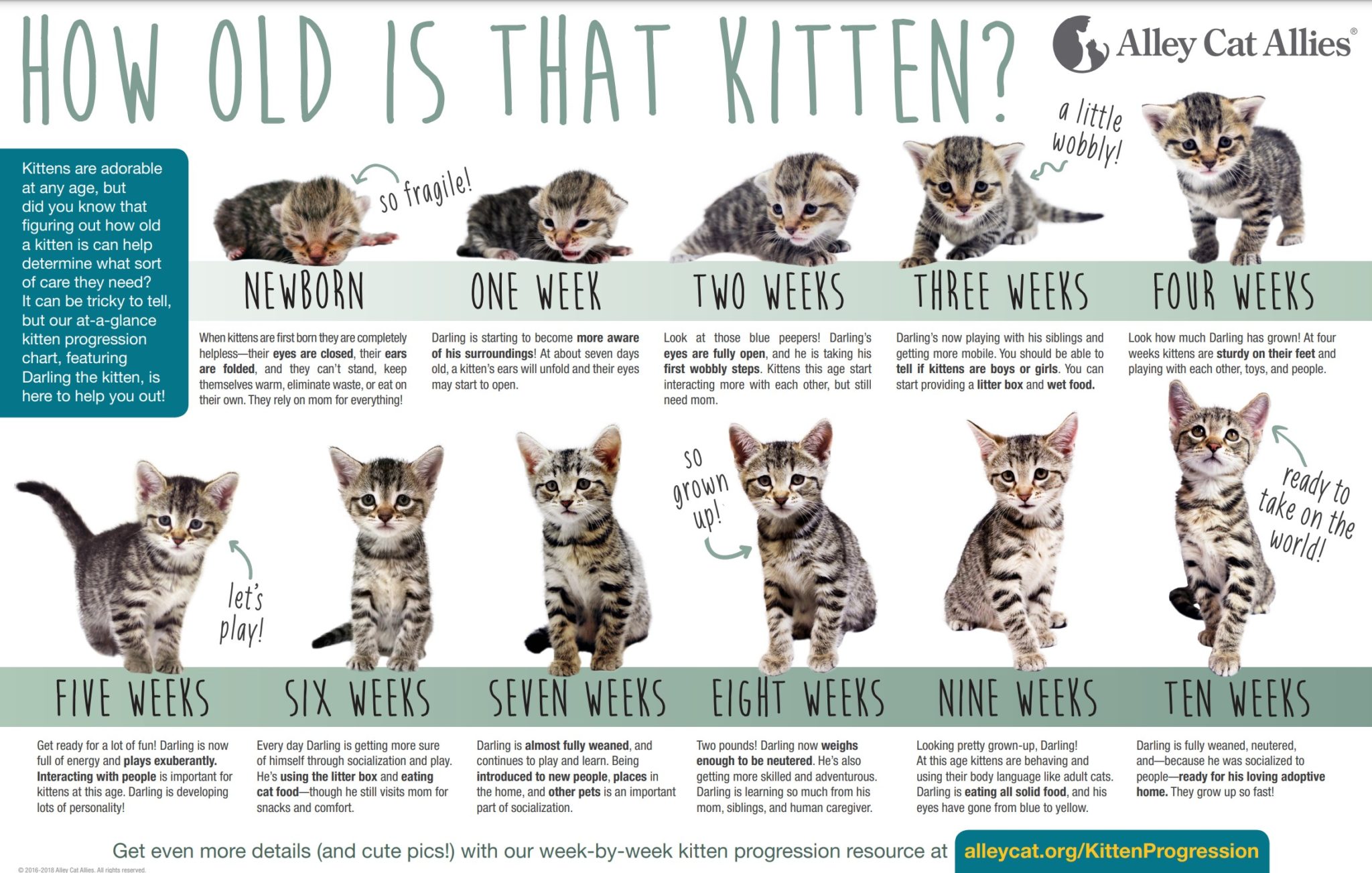 Weight Chart For Kittens By Age