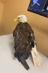 injured bald eagle on exam table