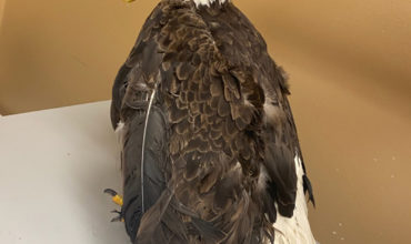 Bald Eagle rejoins Ann Arbor family, after rescue from fishing wire