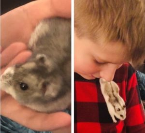 Adorable Dwarf Hamsters Looking for a Home