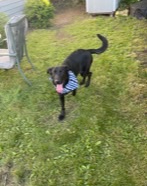Lovable dog looking for forever home!