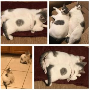 Two beautiful kitties need a new home!
