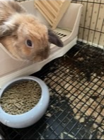 Holland Lop Female Bunny One-Year-Old