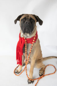 mastiff dog in red scarf with holiday garland