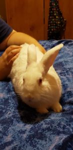 Loving Bunny