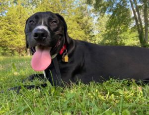 Rehoming Sweet Baby Kaido