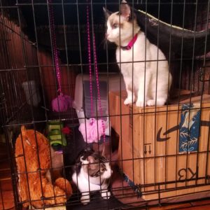 Farm Kitties