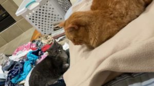 Are you looking for companionship? These lovely cats are just the right choice for you.