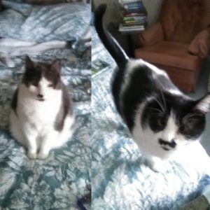 Simone and Piper- Two Beautiful Cats