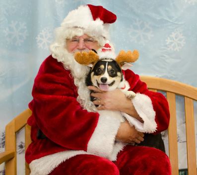 Santa Paws