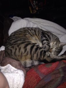 Brady Needs a New Home