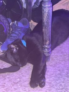 Mars: 1-year-old Male Shorthair