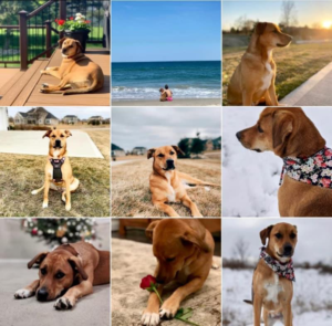 Adult only home needed for a great dog who's favorite thing is hunting small critters.
