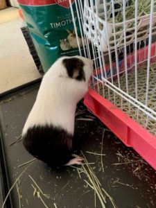 Cute Little Chubster Guinea Pig